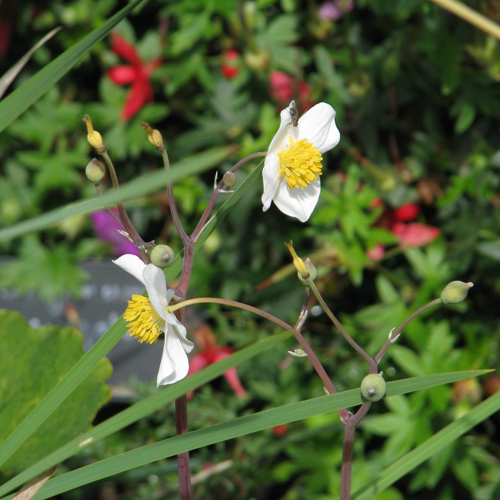 Eomecon chionantha - Eomecon