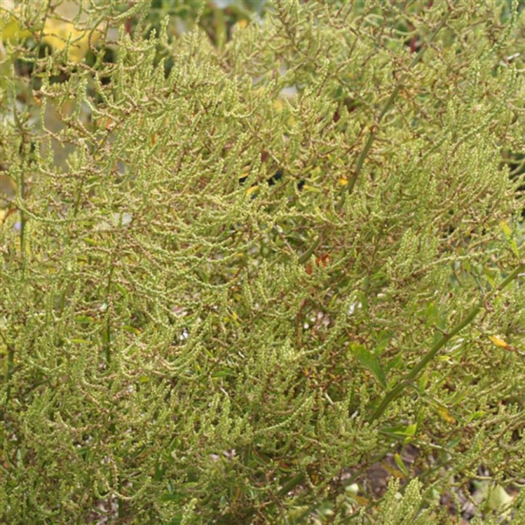 Wohlriechender Gänsefuß - Chenopodium ambrosioides