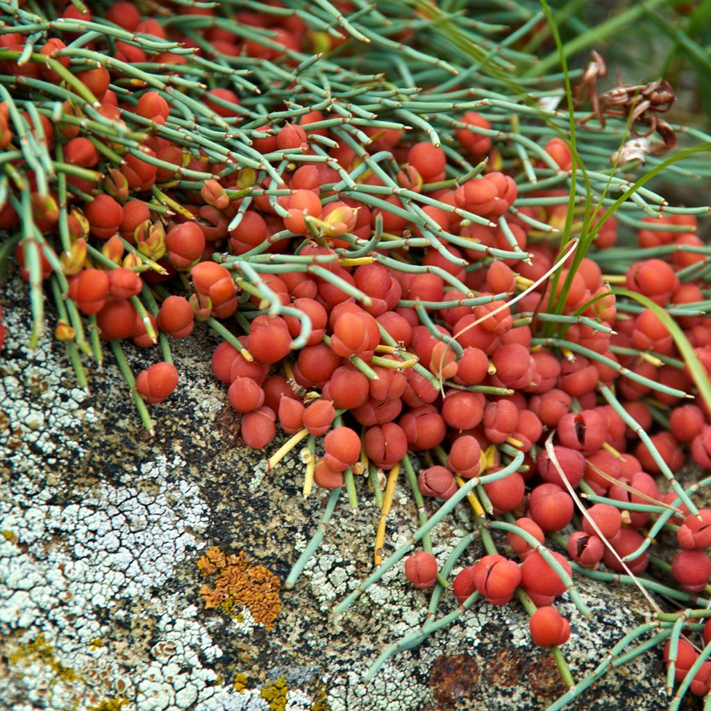 Ephedra minima - Meerträubel