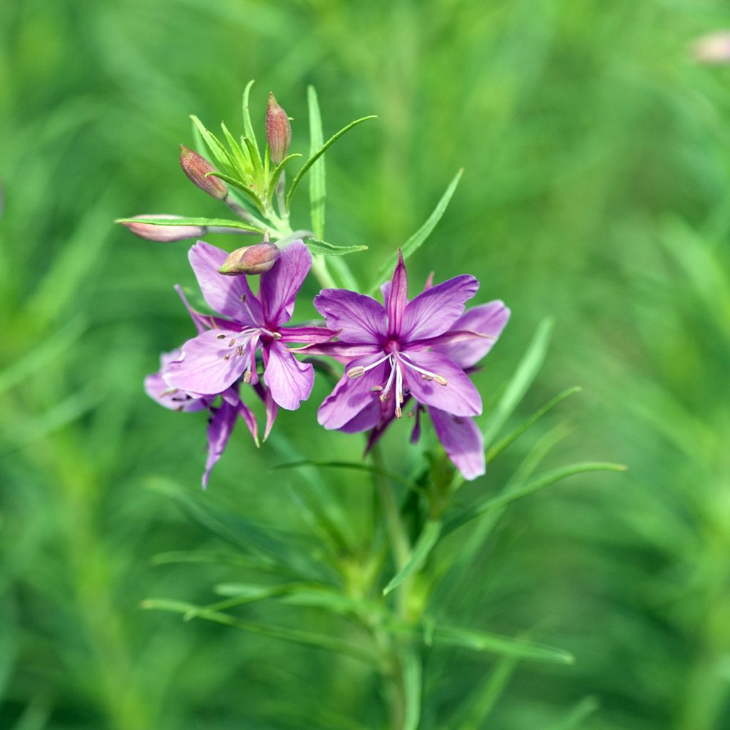 Epilobium fleischeri - Kies-Weidenröschen