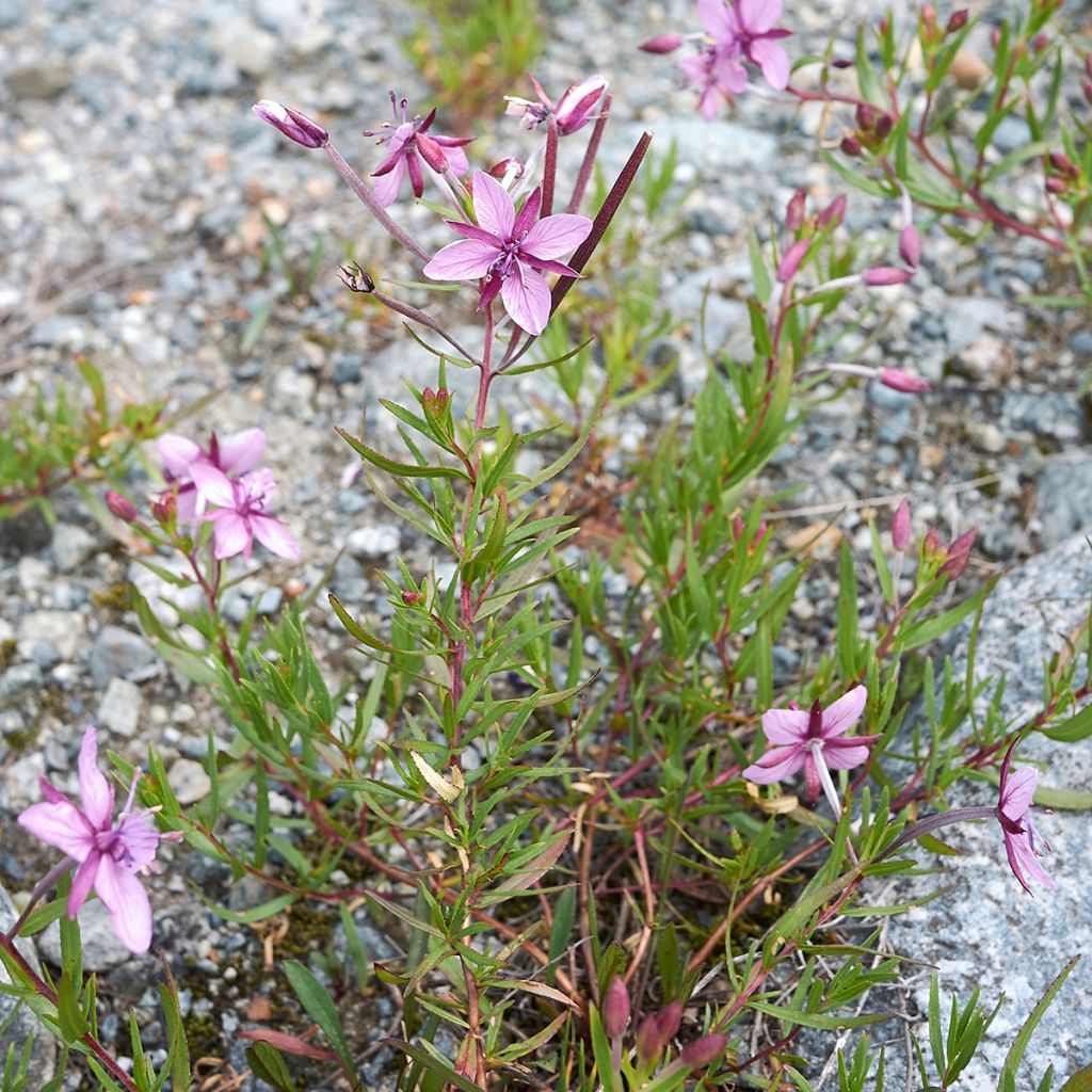 Epilobium fleischeri - Kies-Weidenröschen