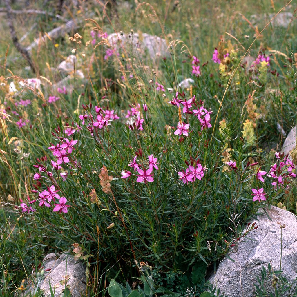 Epilobium fleischeri - Kies-Weidenröschen
