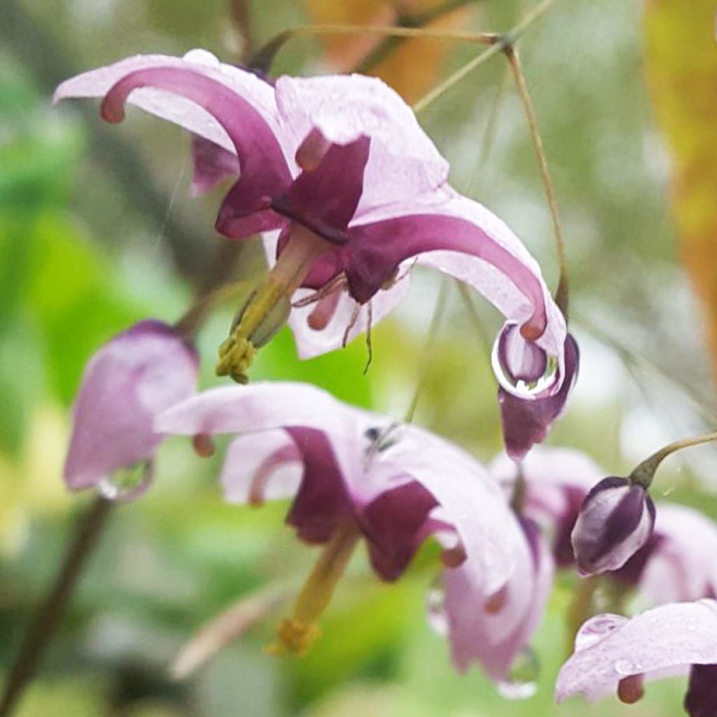 Epimedium Kaguyahime - Elfenblume