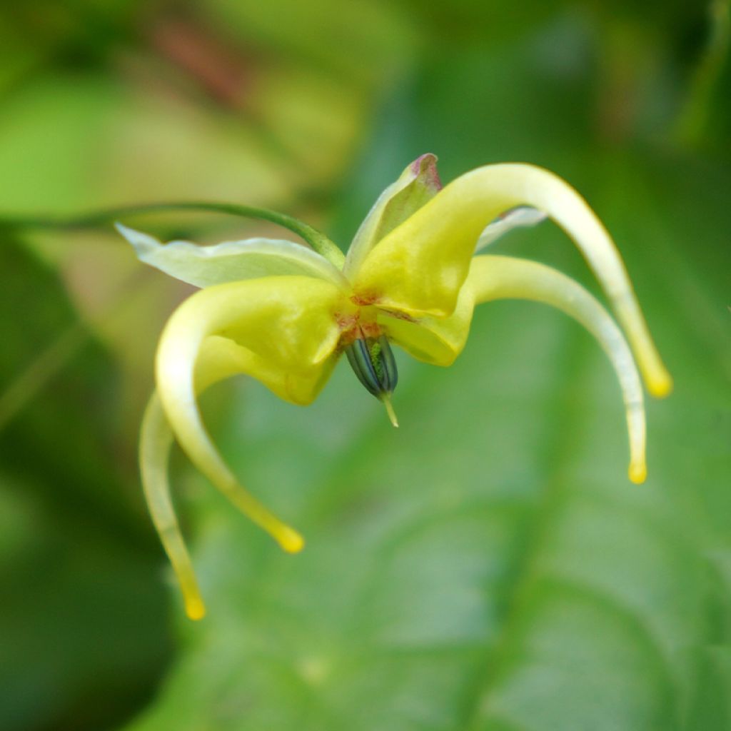 Epimedium chlorandrum - Elfenblume