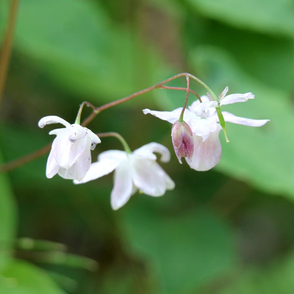 Epimedium diphyllum Dwarf White - Elfenblume