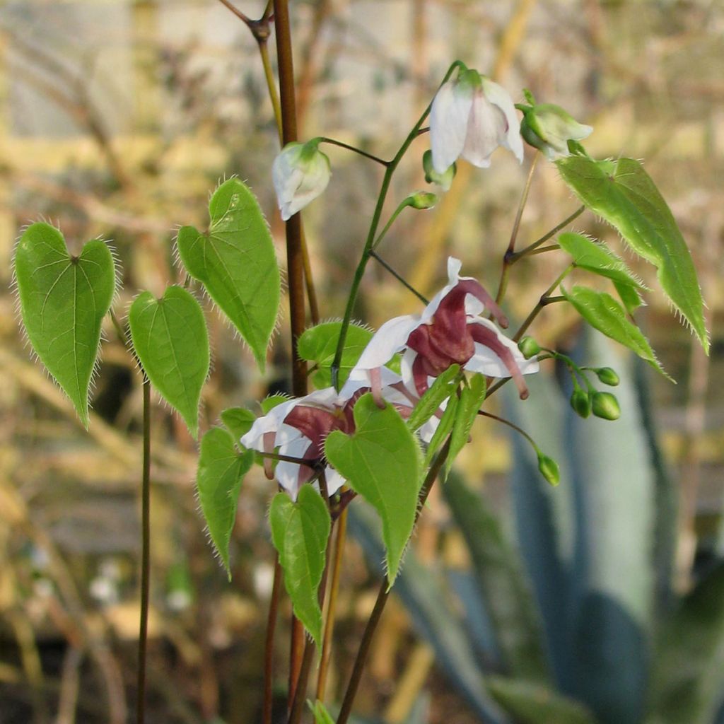 Epimedium epsteinii - Elfenblume