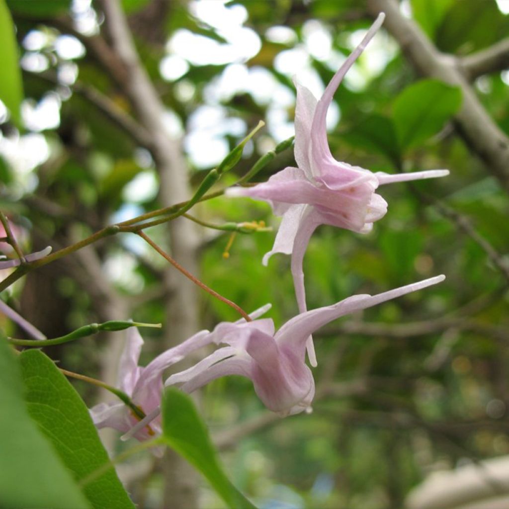 Epimedium grandiflorum f. violaceum F. Violaceum - Großblumige Elfenblume