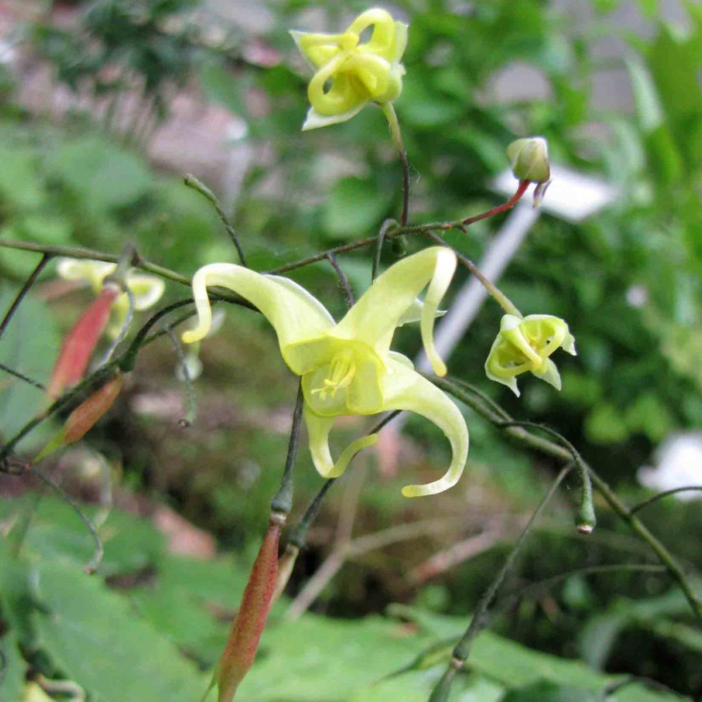 Epimedium ilicifolium - Elfenblume