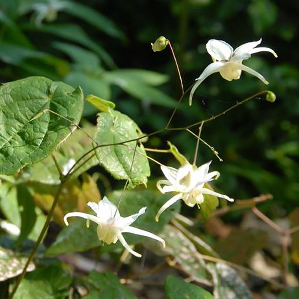 Epimedium latisepalum - Elfenblume