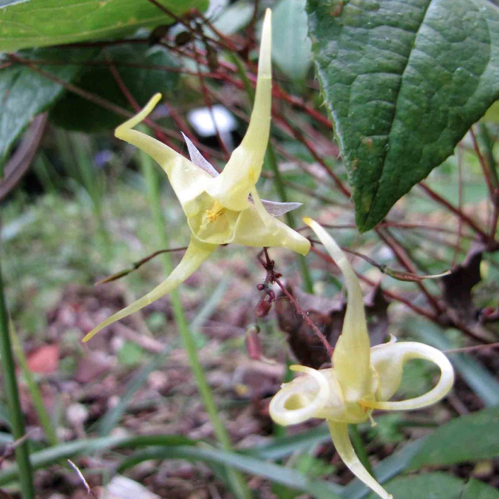 Epimedium membranaceum - Elfenblume
