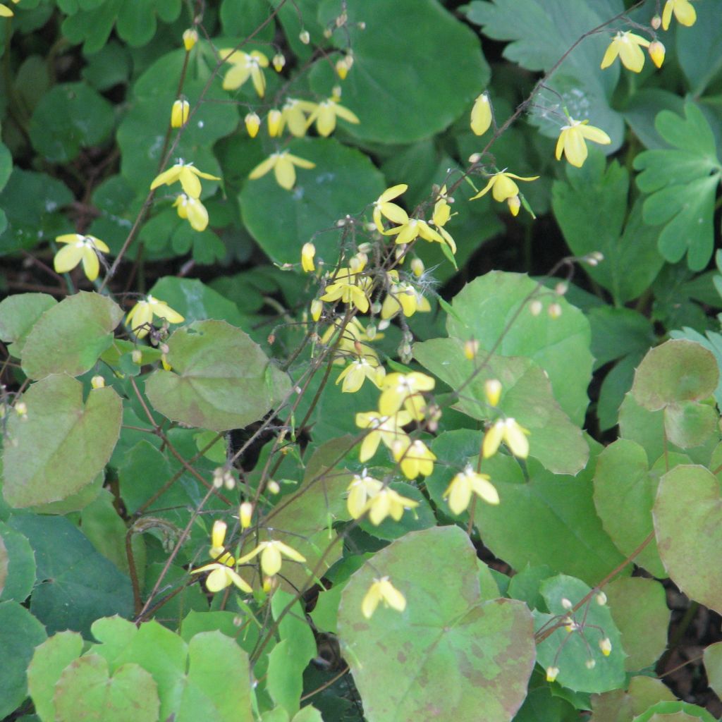 Epimedium platypetalum - Elfenblume