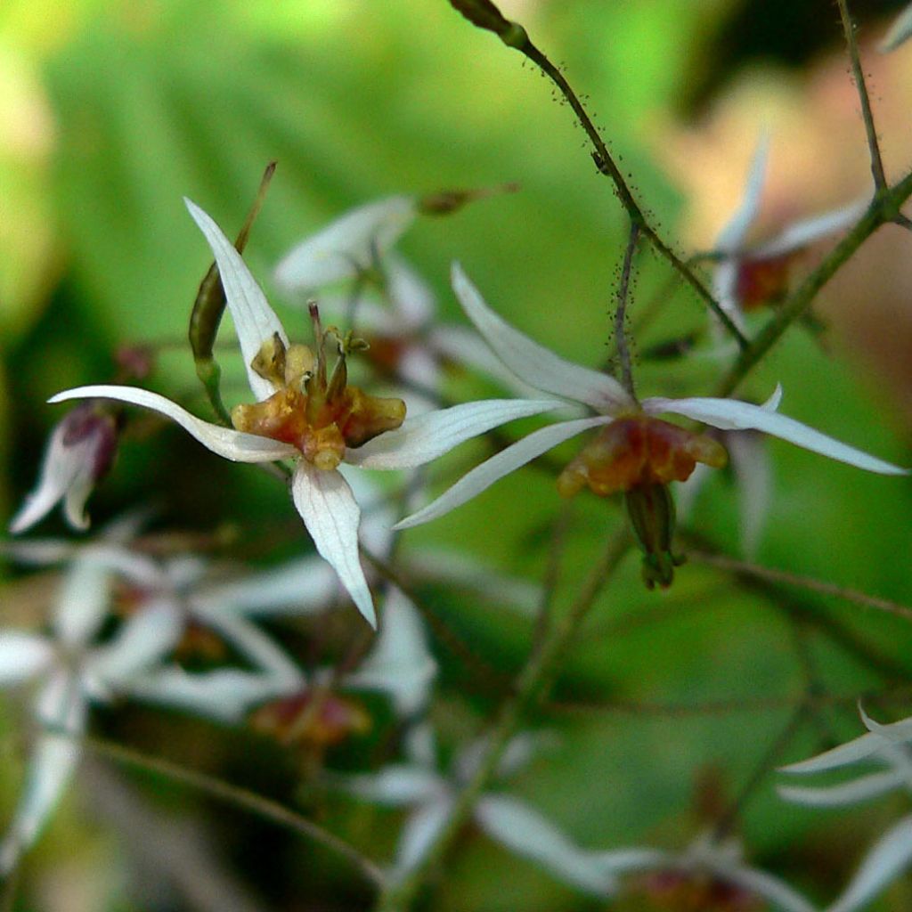 Epimedium pubescens - Flaumhaarige Elfenblume
