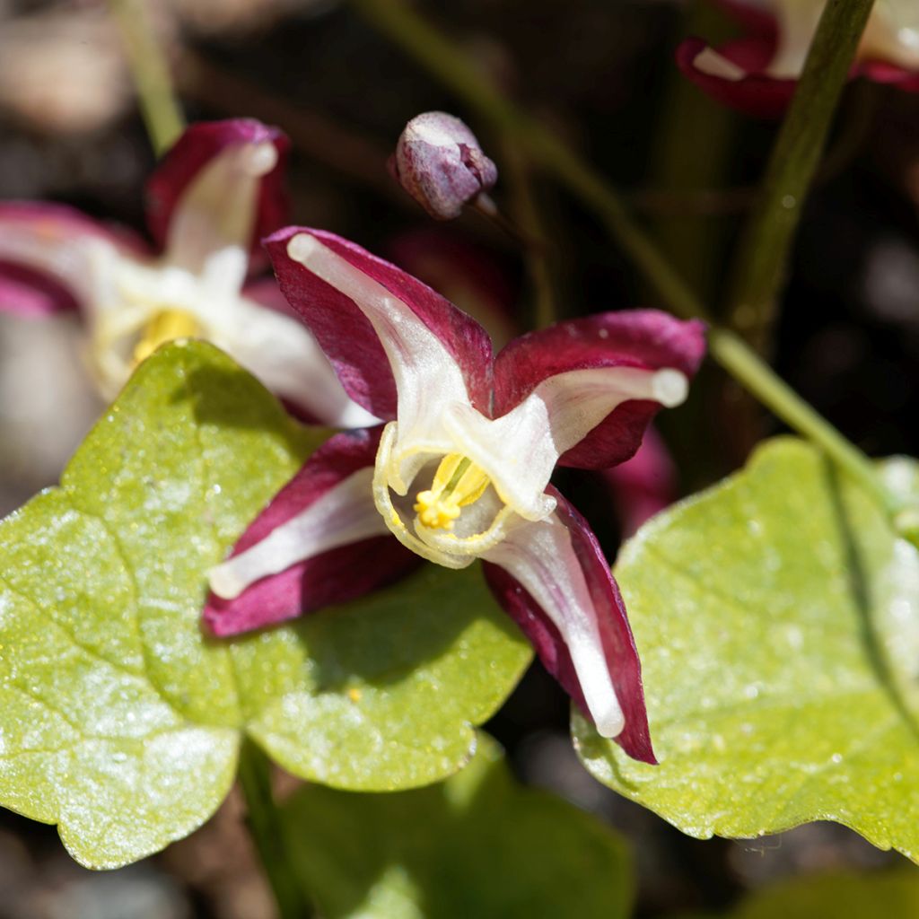 Epimedium rubrum - Rote Elfenblume