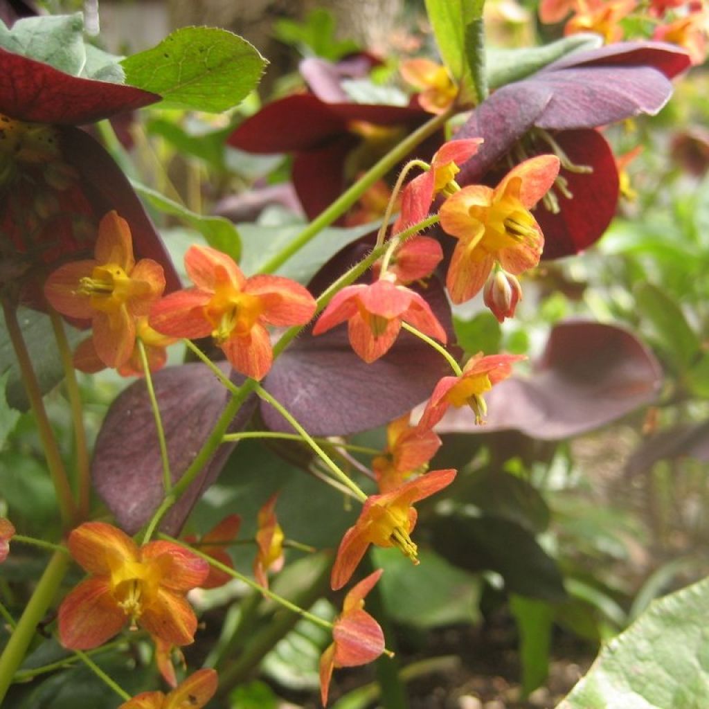 Epimedium warleyense - Warley-Elfenblume