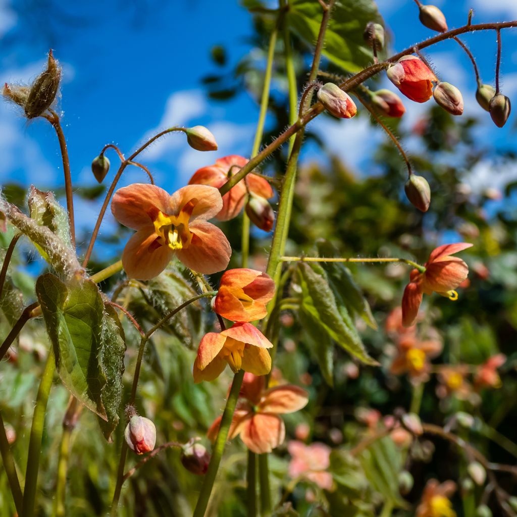 Epimedium warleyense - Warley-Elfenblume