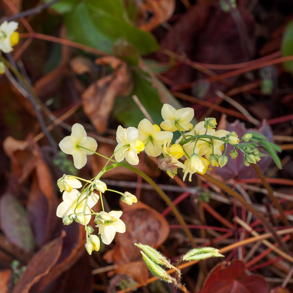 Epimedium versicolor Sulphureum - Vielfarbige Elfenblume