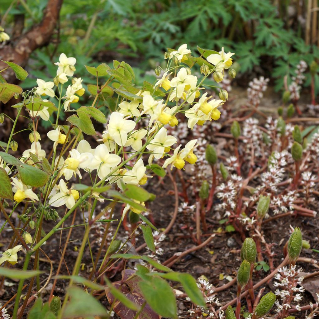 Epimedium versicolor Sulphureum - Vielfarbige Elfenblume