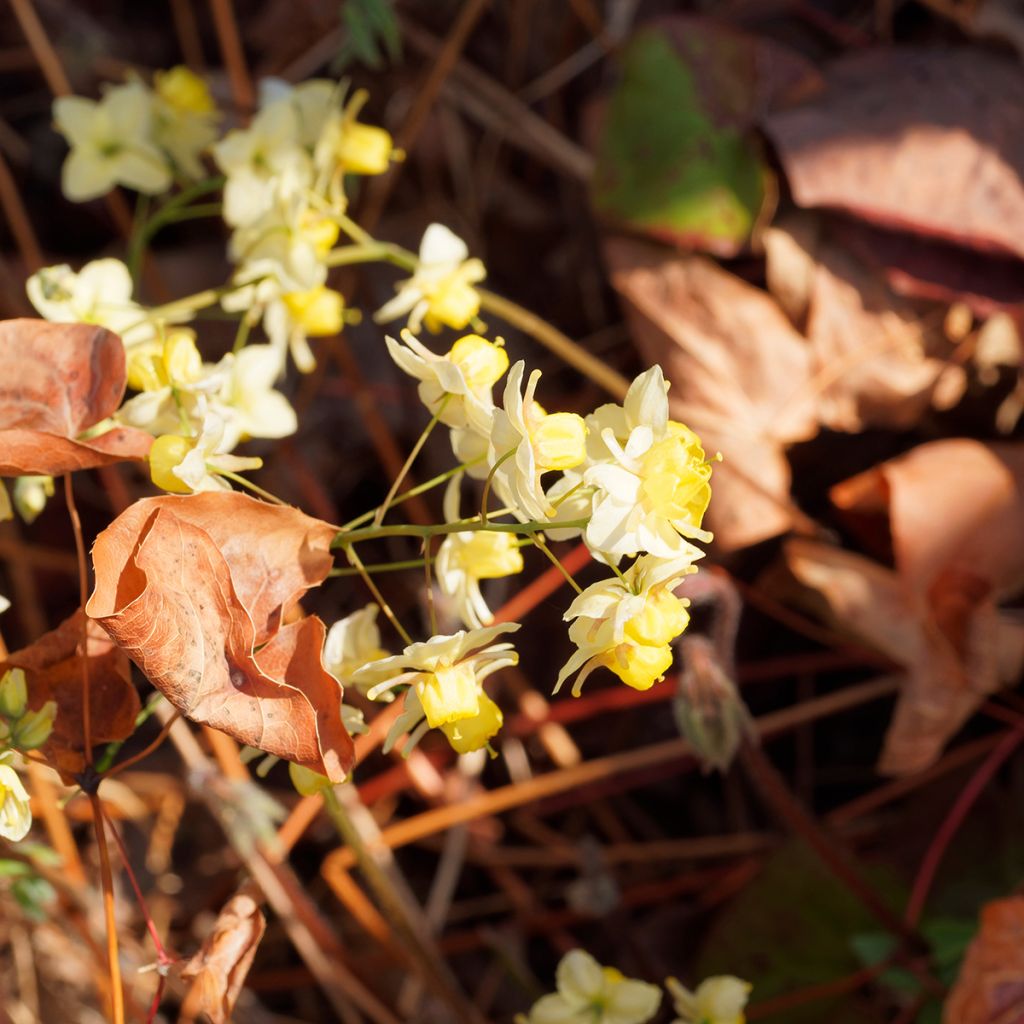 Epimedium versicolor Sulphureum - Vielfarbige Elfenblume