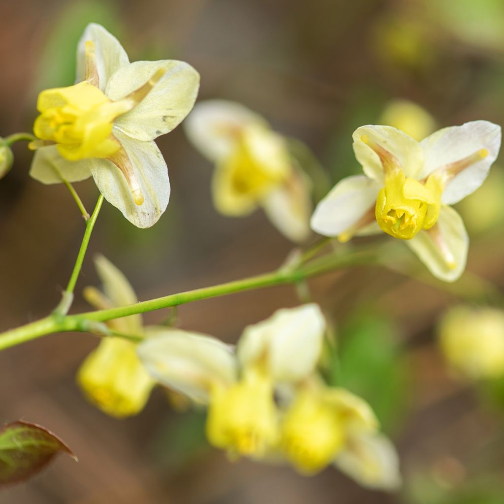 Epimedium versicolor Sulphureum - Vielfarbige Elfenblume