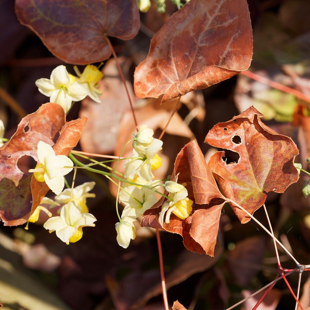 Epimedium versicolor Sulphureum - Vielfarbige Elfenblume
