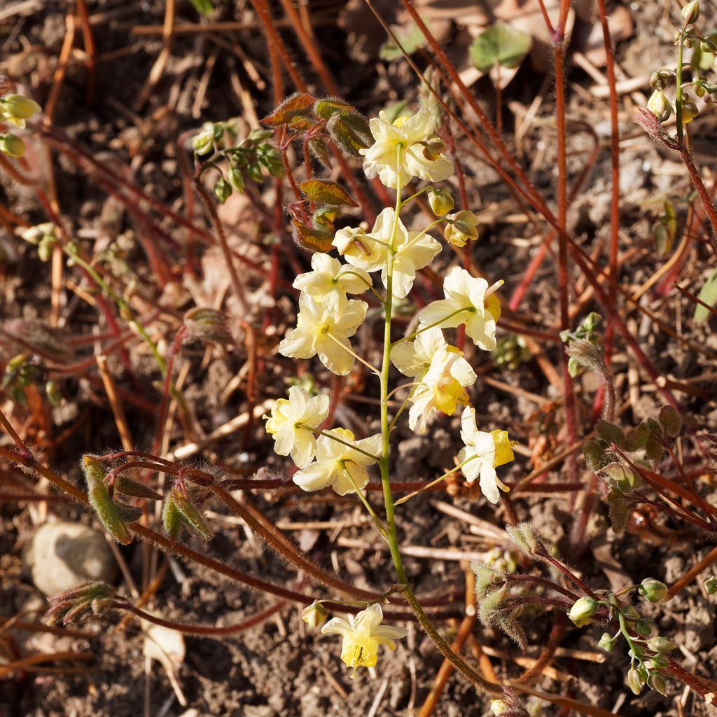 Epimedium versicolor Sulphureum - Vielfarbige Elfenblume