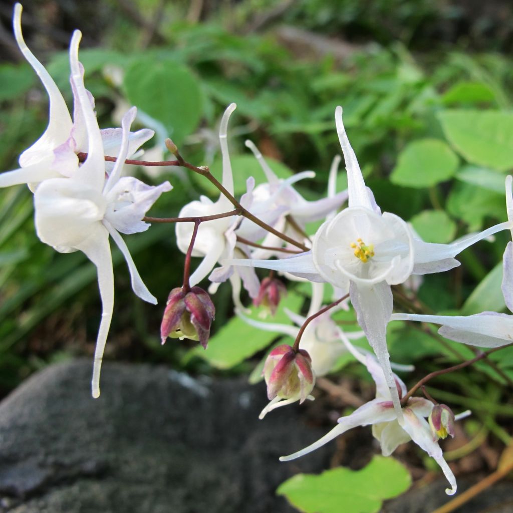 Epimedium youngianum Niveum - Elfenblume