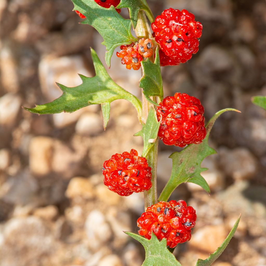 Echter Erdbeerspinat - Chenopodium foliosum