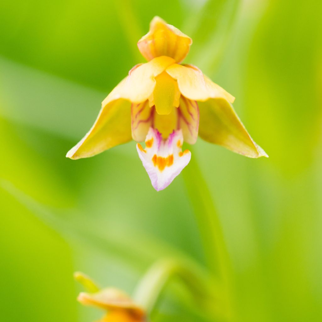 Epipactis thunbergii Yellow - Sumpfwurz