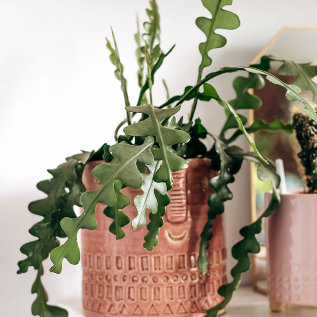 Sägeblattkaktus - Epiphyllum anguliger