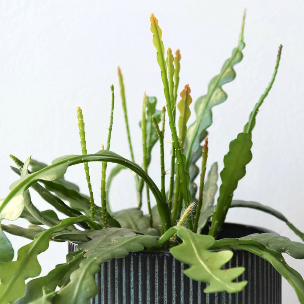 Sägeblattkaktus - Epiphyllum anguliger