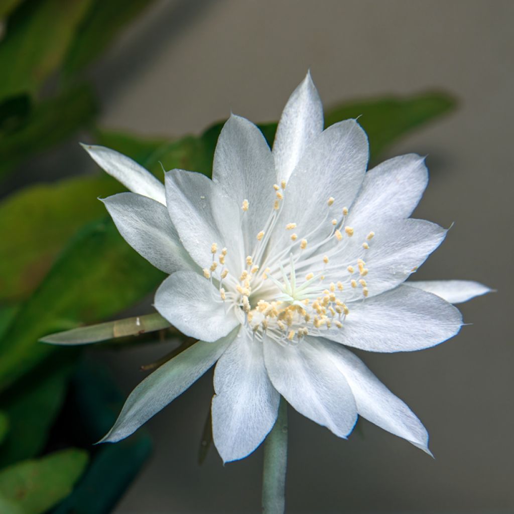 Sägeblattkaktus - Epiphyllum anguliger