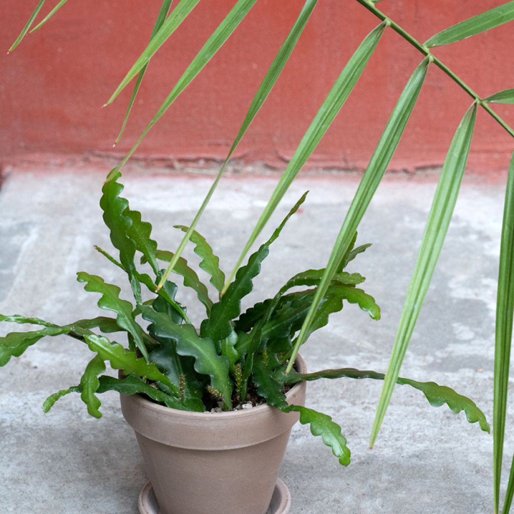 Sägeblattkaktus - Epiphyllum anguliger