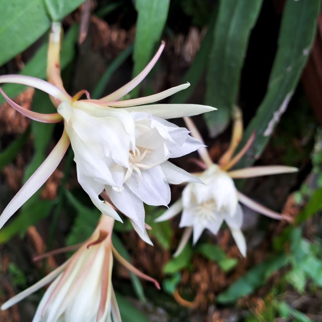 Sägeblattkaktus - Epiphyllum anguliger