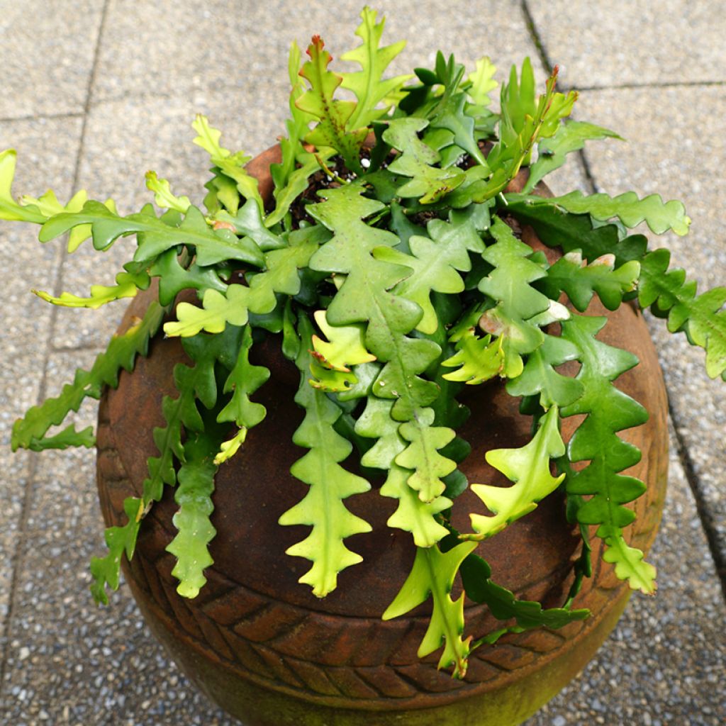 Sägeblattkaktus - Epiphyllum anguliger