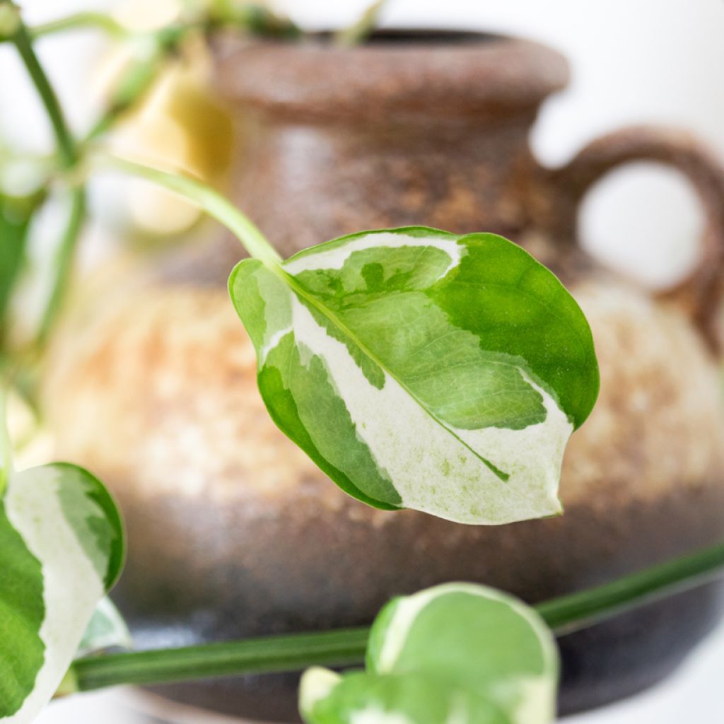 Efeutute - Epipremnum N'joy