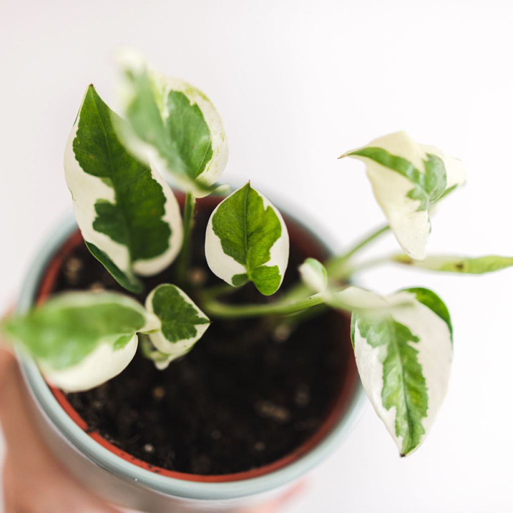 Efeutute - Epipremnum N'joy