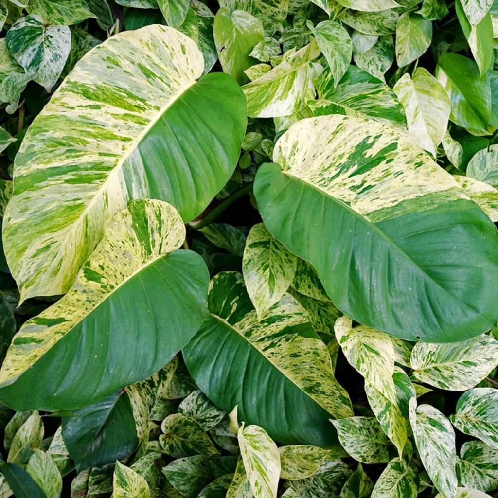 Efeutute - Epipremnum aureum Marble Queen