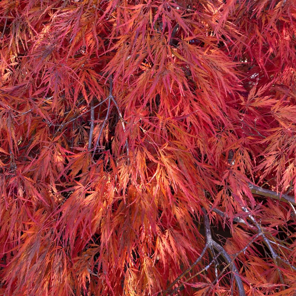 Fächerahorn Dissectum Orangeola - Acer palmatum