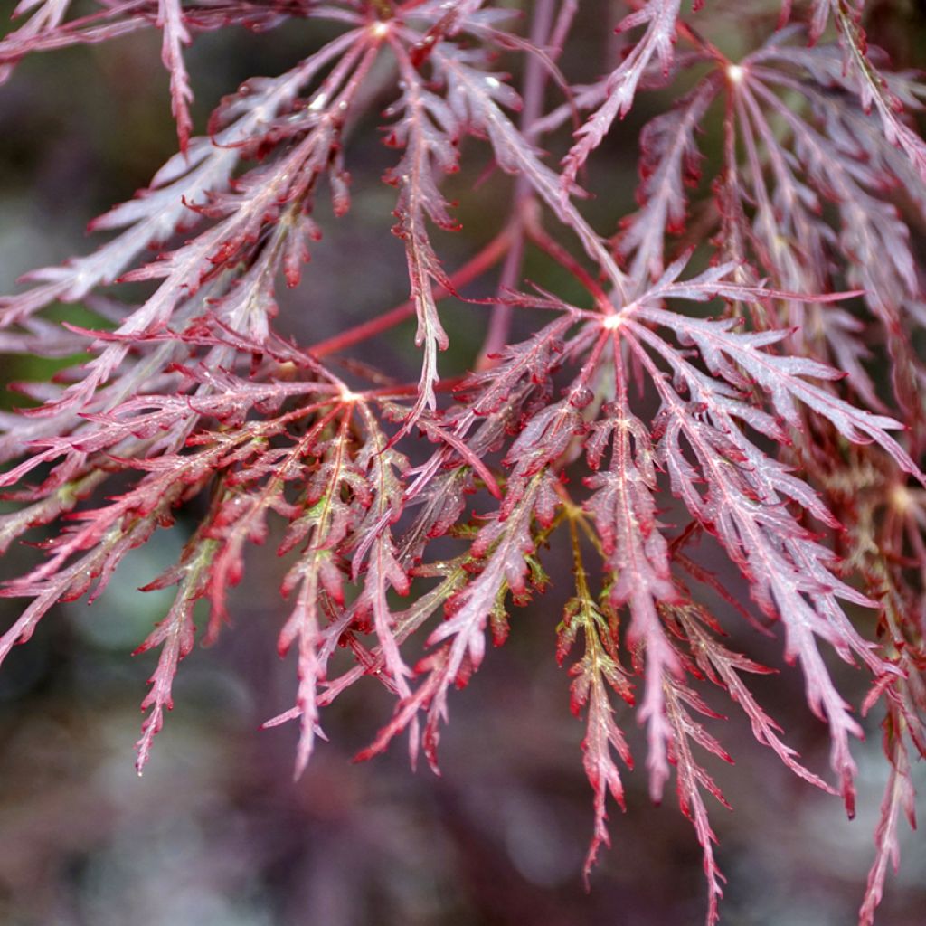 Fächerahorn Dissectum Inaba-Shidare - Acer palmatum