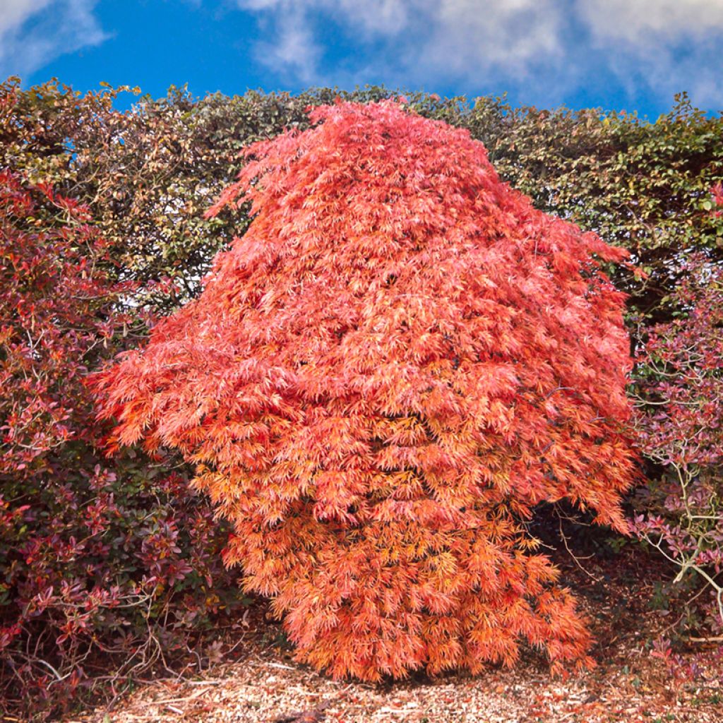 Fächerahorn Dissectum Ornatum - Acer palmatum