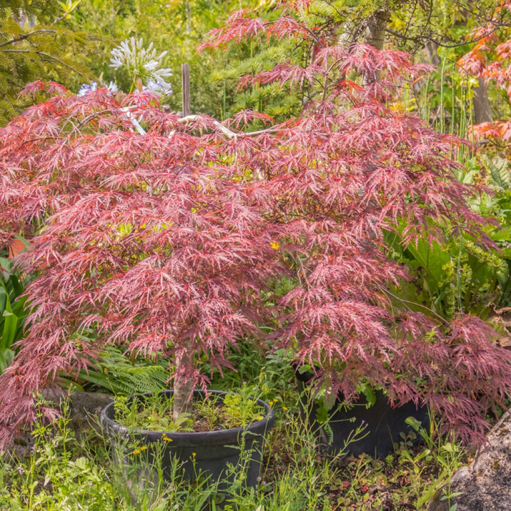 Fächerahorn Red Pygmy - Acer palmatum
