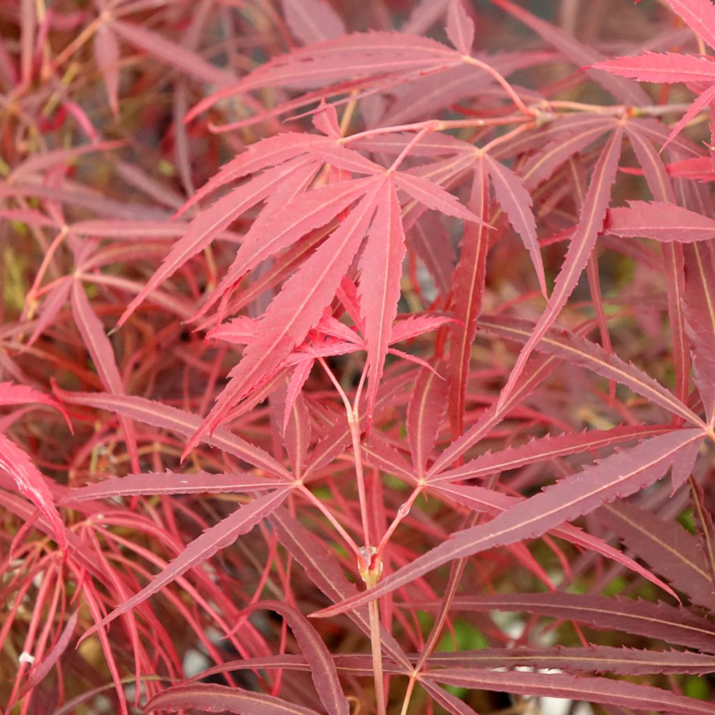 Fächerahorn Red Pygmy - Acer palmatum