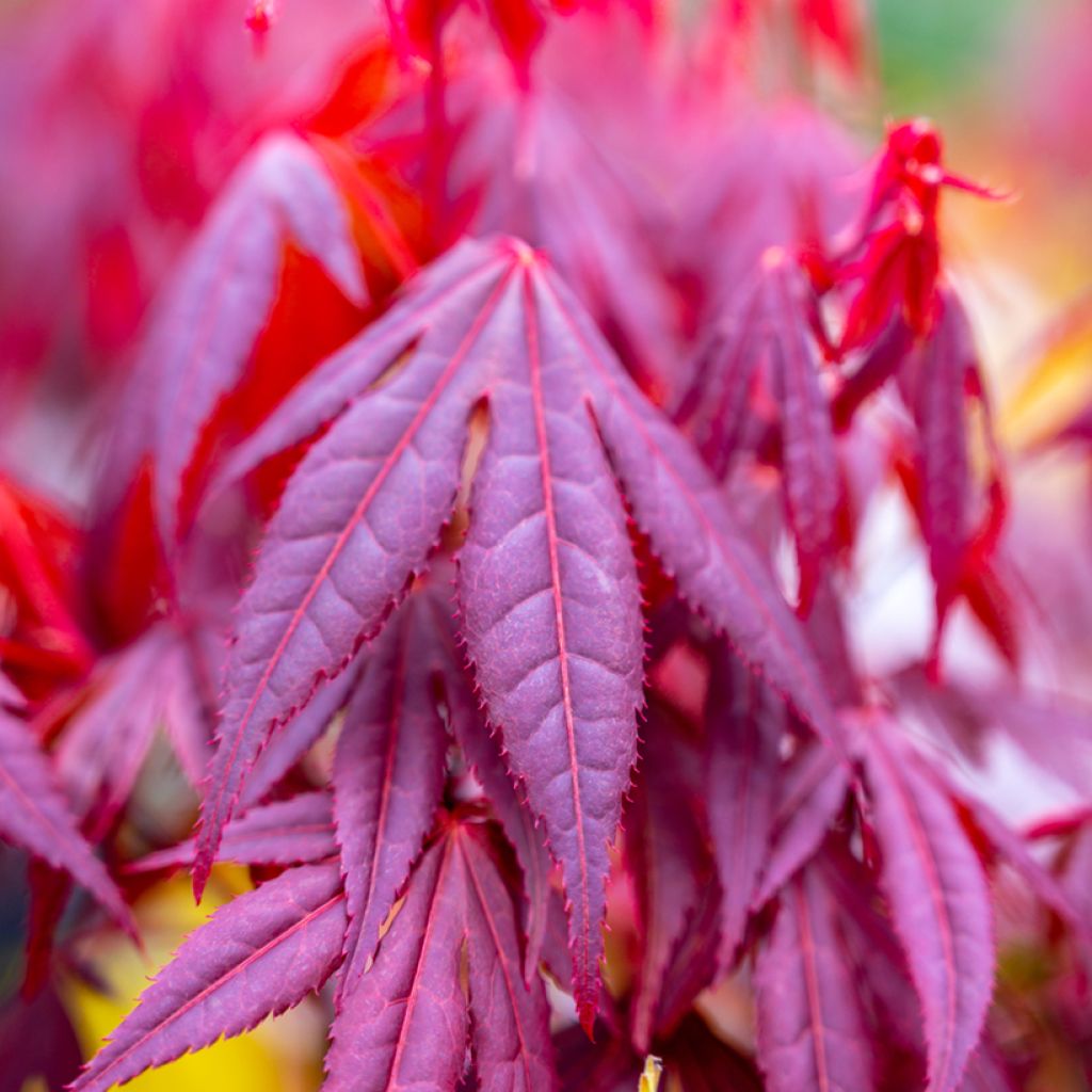 Fächerahorn Shaina - Acer palmatum