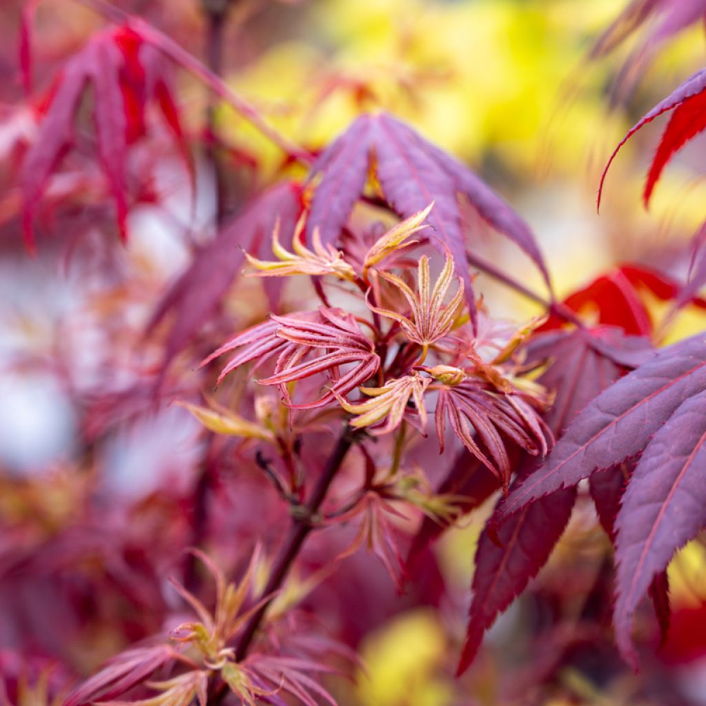 Fächerahorn Shaina - Acer palmatum