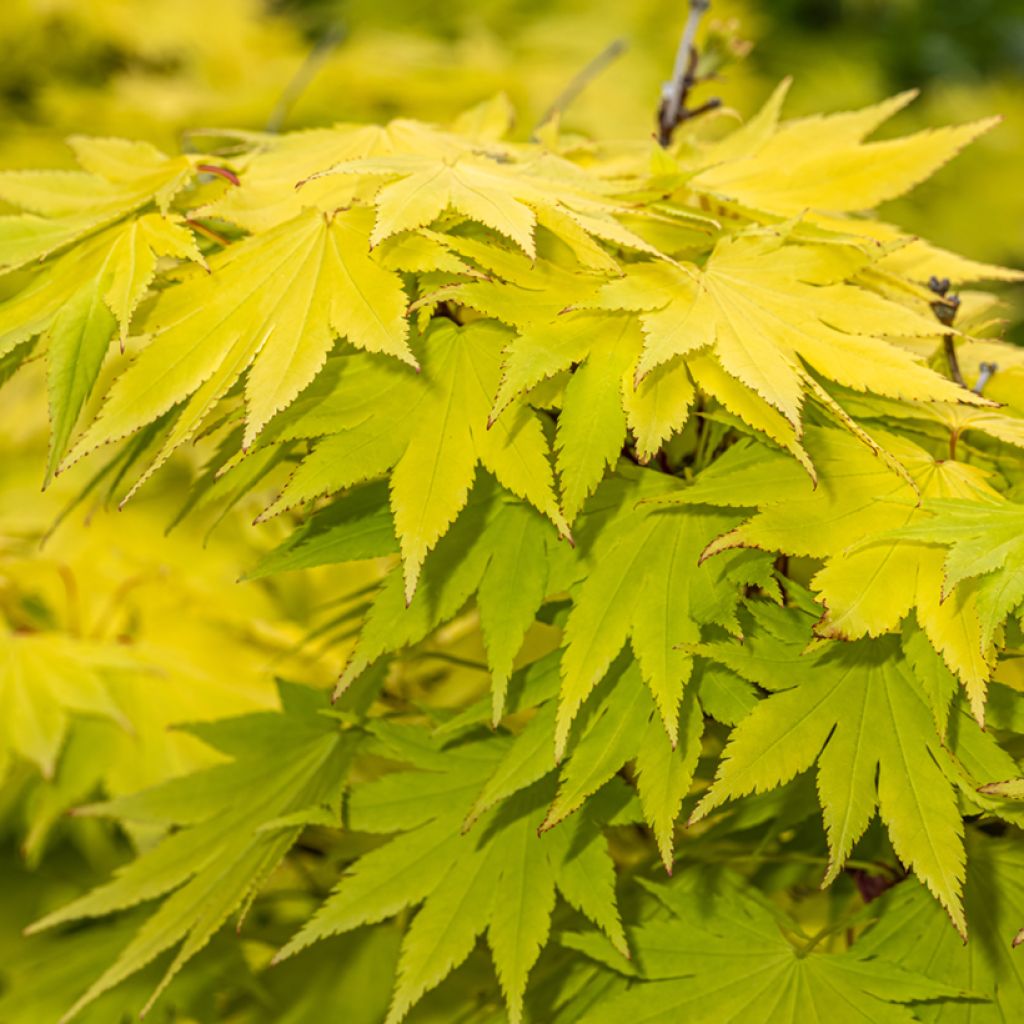 Japanischer Ahorn Jordan - Acer shirasawanum