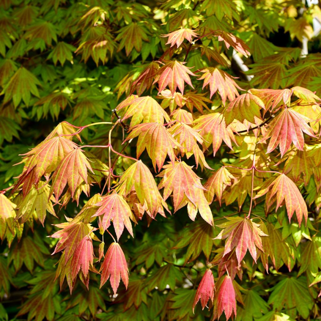 Japanischer Ahorn Moonrise - Acer shirasawanum