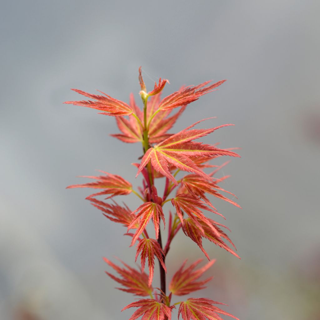 Fächerahorn Wilson's Pink Dwarf - Acer palmatum