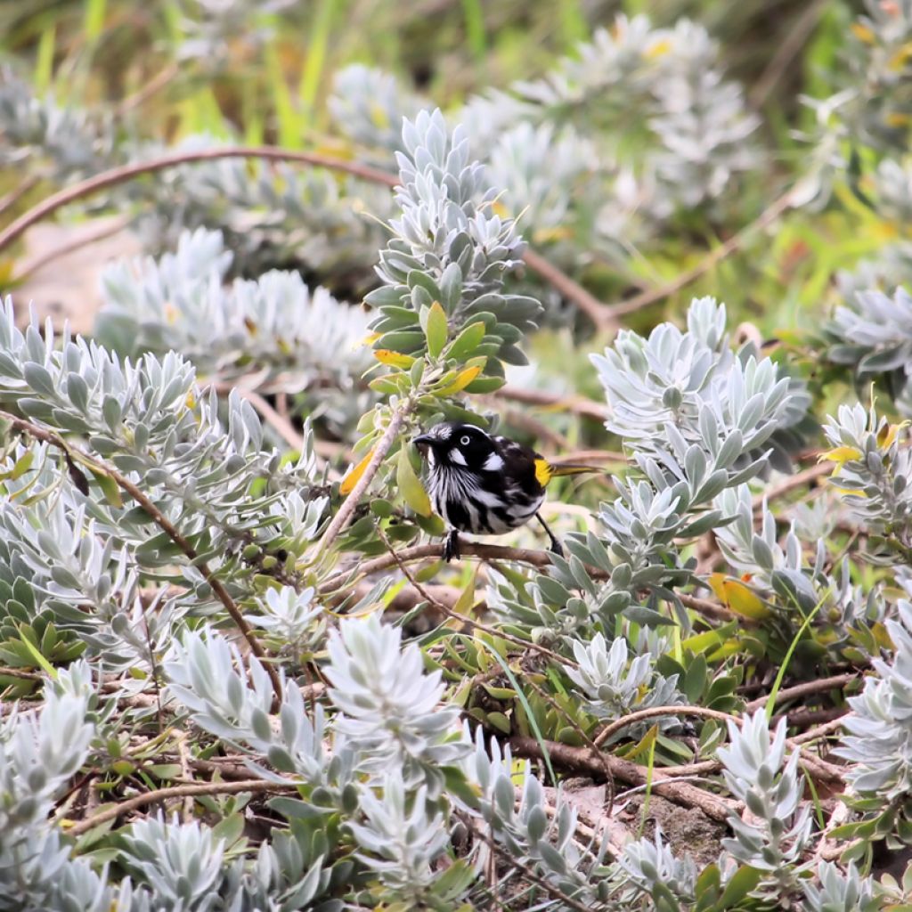 Eremophila glabra Kalbarri Carpet - Emustrauch