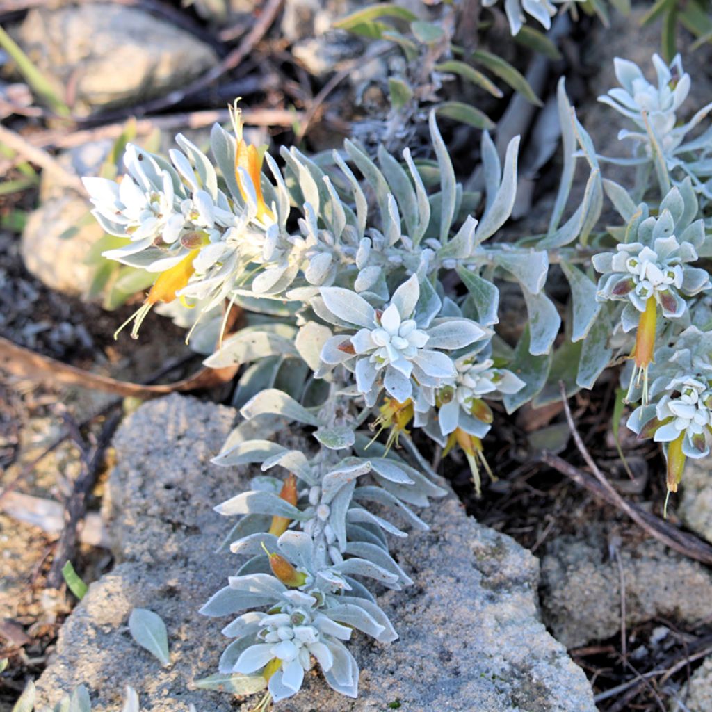 Eremophila glabra Kalbarri Carpet - Emustrauch