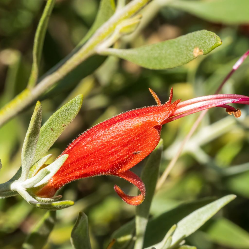 Eremophila glabra Red - Emustrauch